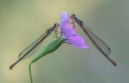 Le damigelle e il fiore Le damigelle e il fiore