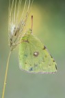Colias crocea Colias crocea