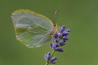 Cedronella Cedronella