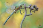 Somatochlora meridionalis Somatochlora meridionalis