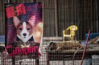 Fermiamo il massacro di Yulin