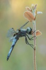 Libellula fulva