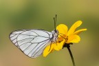 Aporia crataegi Aporia crataegi