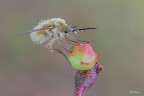 Bombylius majior... Bombylius majior...