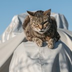 Miao Miao