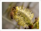 Ape e Fiore Ape e Fiore
