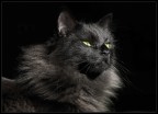 nero al sole nero al sole