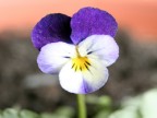 Violetta del pensiero Violetta del pensiero