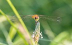 Libellula