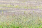 Impressioni Campestri Impressioni Campestri