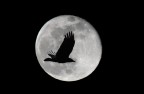 Luna Luna