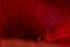 1° macro 1° macro