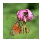 parnassius mnemosyne