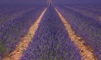 La Lavanda di Valensole - Provenza (Francia)