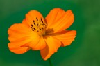Solitario Solitario
