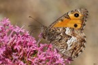 Hipparchia neapolitana Hipparchia neapolitana