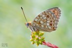 Argynnis niobe