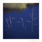 Canon 6D Ef 70-300 
1/640 f 5
Iso 100 focale 165