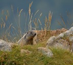 Marmotta