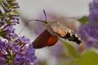 Macroglossum