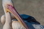 Pellicano Pellicano