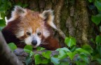 Baby Panda Minore Baby Panda Minore