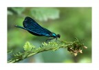 libellula blu libellula blu