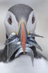 il mio Puffino il mio Puffino