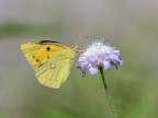 Colias crocea su Vedovella selvatica