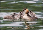 Svasso mamma con piccoli. Svasso mamma con piccoli.