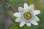 Passiflora caerulea Passiflora caerulea