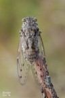 Cicada orni