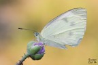 Pieris brassicae Pieris brassicae