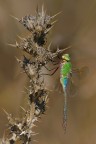 Anax imperator