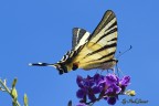 Iphiclides podalirius Iphiclides podalirius