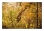 aspettando l'autunno aspettando l'autunno