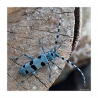 rosalia alpina rosalia alpina