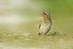 Torcicollo - (Jynx torquilla) Torcicollo - (Jynx torquilla)