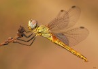 La prima libellula del 2018 quasi al tramonto (sympetrum fon