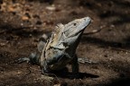 Iguana Iguana