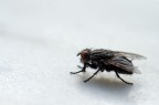 Semplicemente mosca Semplicemente mosca