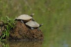 Trachemys-scripta-elegans_DSC4465