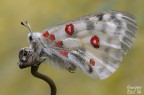 Parnassius apollo