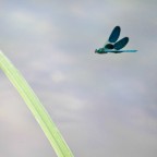volare...