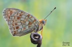 Argynnis niobe f. eris