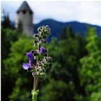 Ecco a voi la mia prima foto caricata in Photo4you...
Che mi dite?
Come trovate la mia prima creatura?