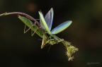 La predatrice La predatrice