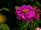 Fiore... Fiore...