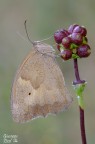 Maniola jurtina Maniola jurtina