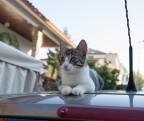 Gattino sulla automobile Gattino sulla automobile